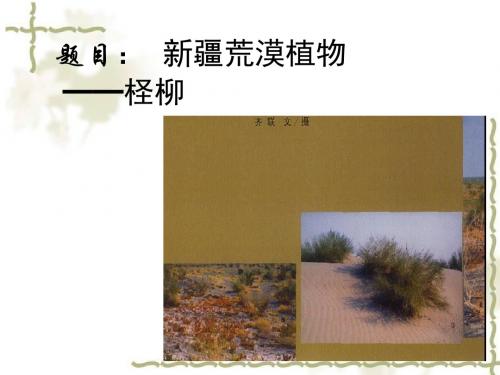 柽柳科植物分类学课