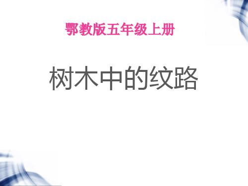 《树木中的纹路》走进树林PPT课件2