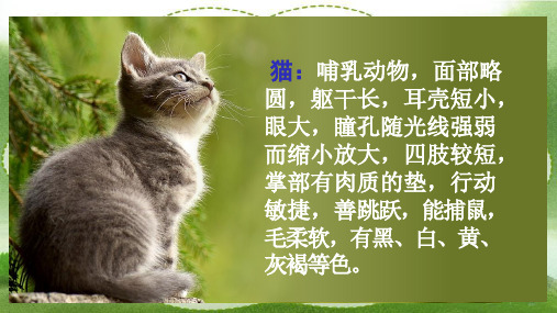 《猫》公开课教学一等奖课件