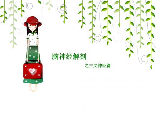 脑神经之三叉神经篇