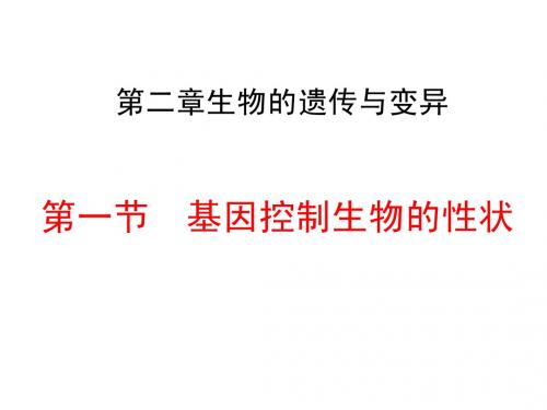 生物的遗传和变异 复习课件