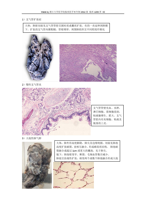 《比较人体形态学》复习：呼吸系统