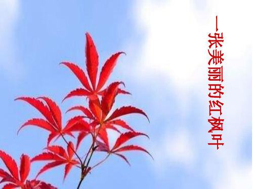 一张美丽的红枫叶3PPT课件
