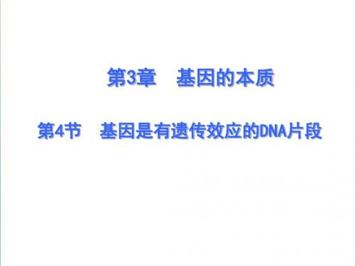 【人教版】生物必修二：3.4《基因是有遗传效应的片段》ppt课件