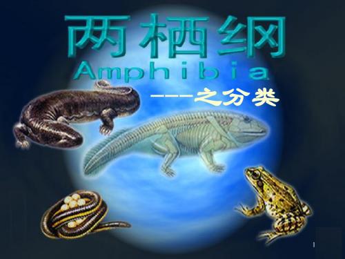第18章 两栖纲分类