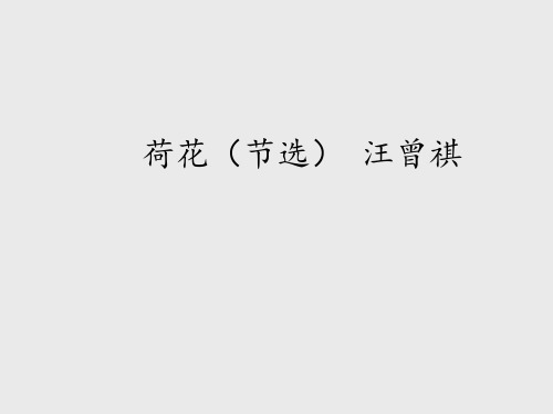 教科版小学六年级语文上册荷花(节选) 汪曾祺_课件1