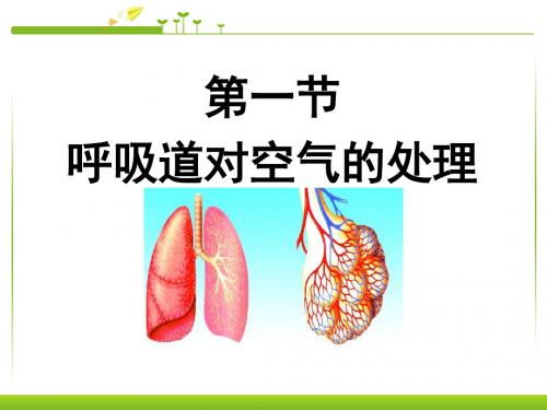 新人教版七年级初一生物下册第一节呼吸道对空气的处理)课件