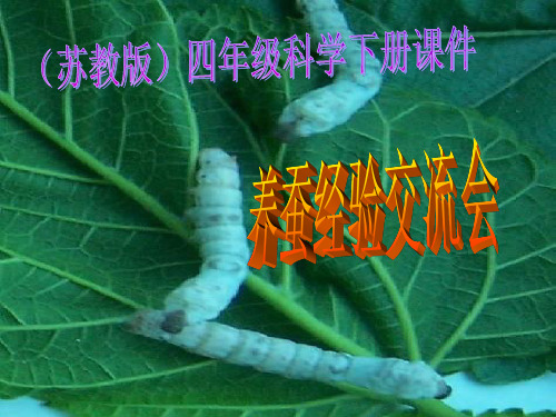 《养蚕经验交流会》ppt课件(2篇)