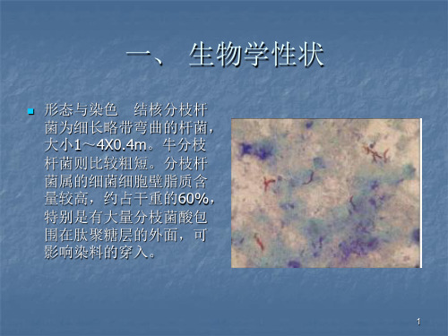 结核分枝杆菌ppt课件