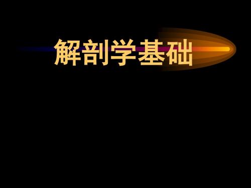 绪论(解剖学基础)