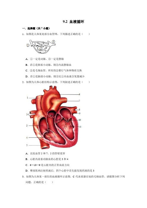 北师大版生物七年级下册血液循环