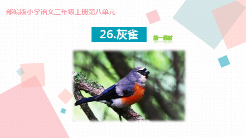 三年级上册语文课件-26灰雀 第一课时 人教(部编版)(共25张PPT)