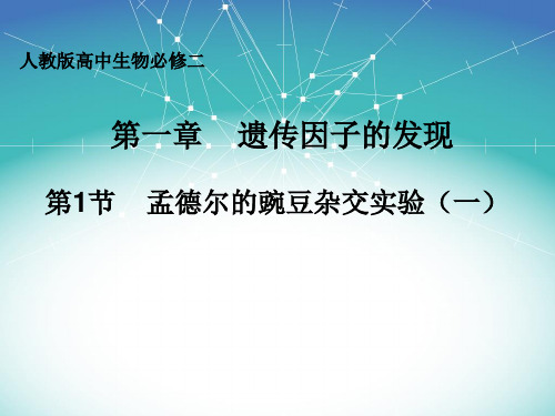 人教版高中生物必修二第一章第1节《孟德尔的豌豆实验(一)》优秀课件(24张)(共24张PPT)
