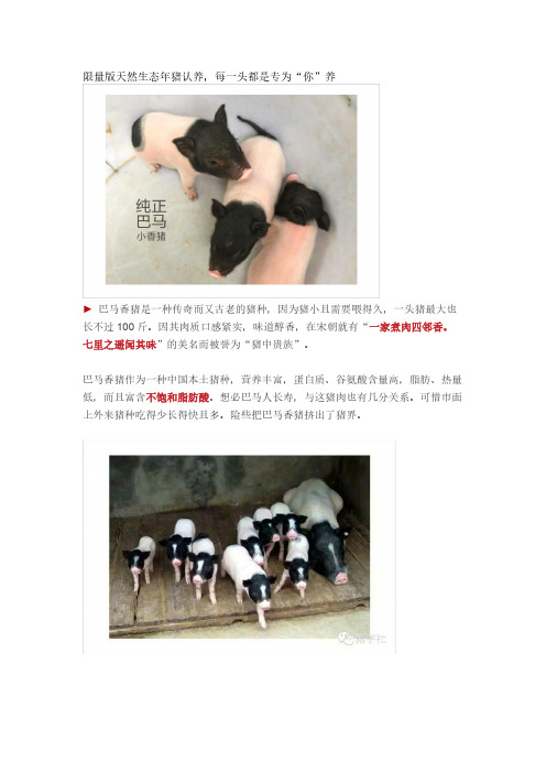 认养年猪,到猪字社生态猪认养平台