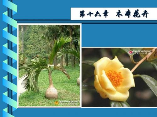 花卉学 木 本 花 卉