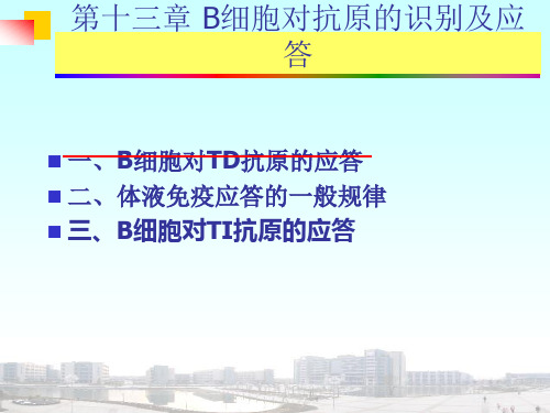 医学免疫学：B淋巴细胞介导的体液免疫应答