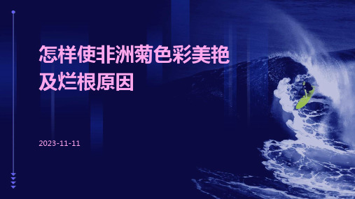 怎样使非洲菊色彩美艳及烂根原因