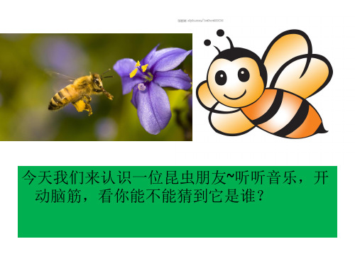 听：野蜂飞舞迎来春色换人间