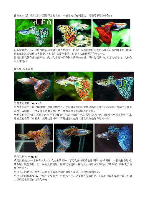孔雀鱼