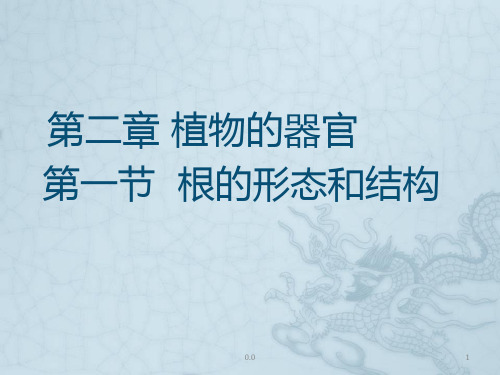 详细版根的形态和结构.ppt