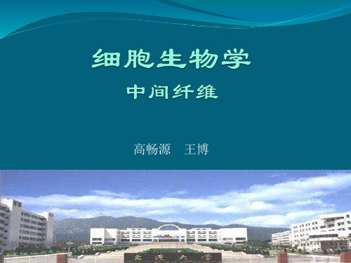 中间纤维