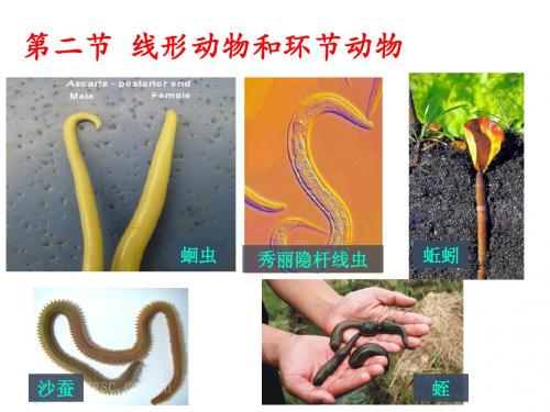 5.1.2 线形动物和环节动物