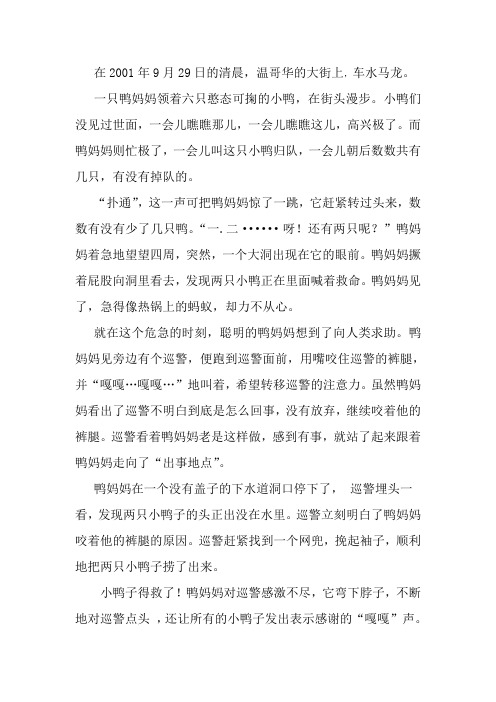 聪明的鸭妈妈