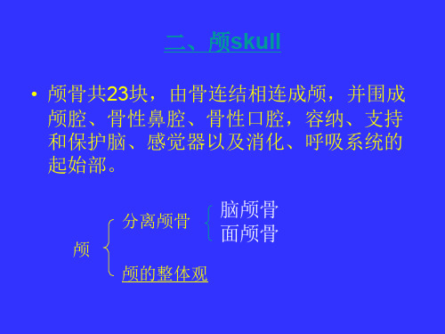 颅骨及其连接