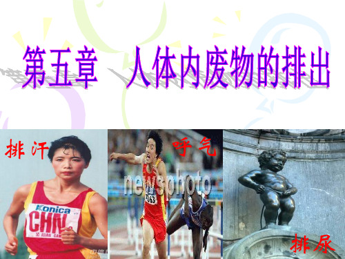 《人体内废物的排出》PPT优秀课件