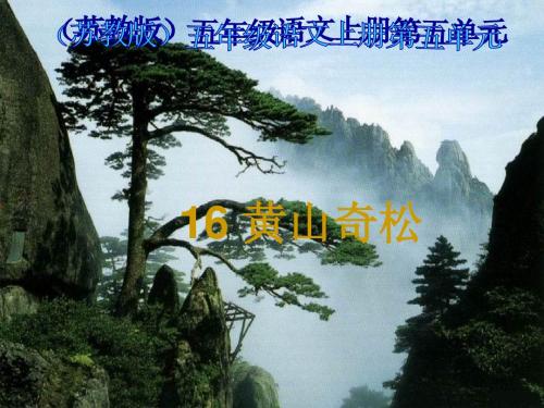 小学五年级上学期语文《黄山奇松》优质课PPT课件
