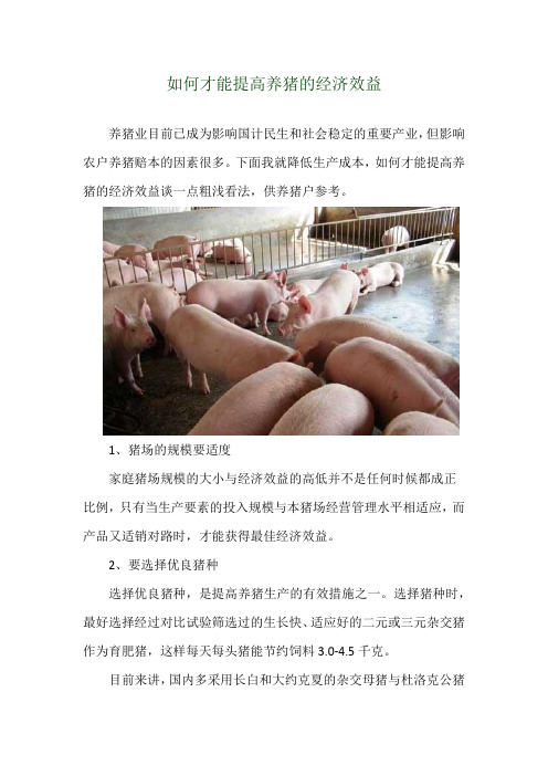 如何才能提高养猪的经济效益