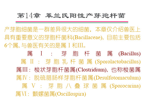 致病菌的检验--革兰氏阳性产芽孢杆菌(简要)  ppt课件