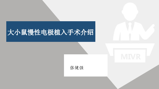 大小鼠慢性电极植入手术
