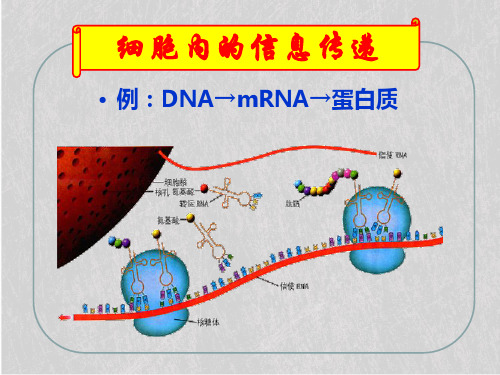人教版高中生物必修三第5章第4节 生态系统的信息传递  课件(共35张PPT)