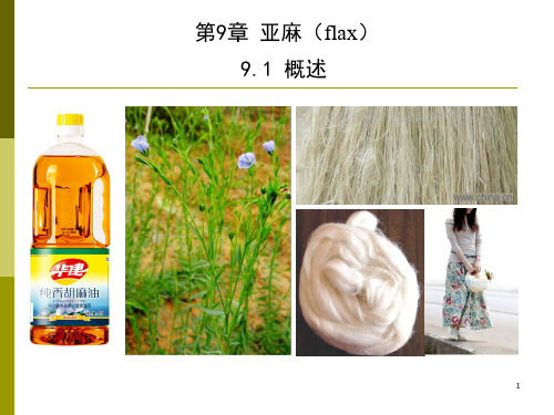 特用作物栽培09.亚麻