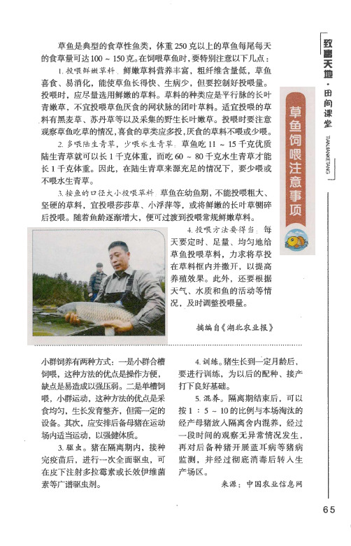 草鱼饲喂注意事项