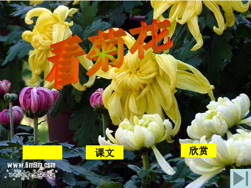 苏教版一年级《看菊花》PPT课件