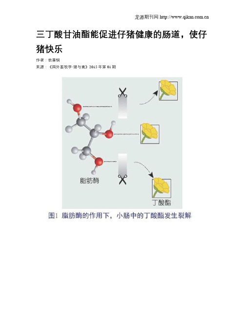 三丁酸甘油酯能促进仔猪健康的肠道,使仔猪快乐