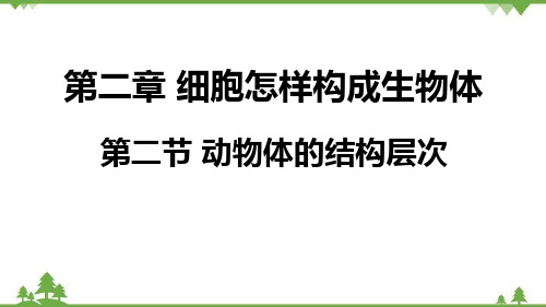 人教版生物七年级上册  动物体的结构层次课件