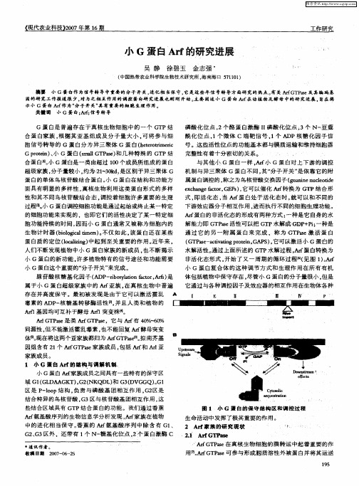 小G蛋白Arf的研究进展