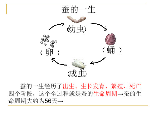 其他动物的生命周期
