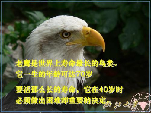 【励志人生】自我突破——老鹰给我们的人生启示-精选文档