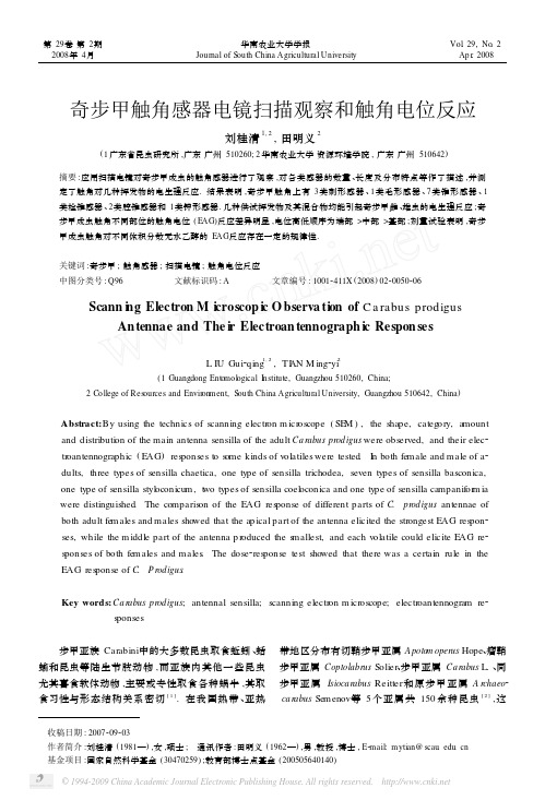 奇步甲触角感器电镜扫描观察和触角电位反应