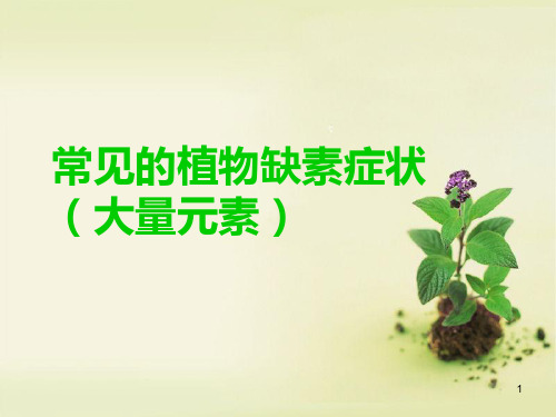 常见的植物缺素症PPT演示课件