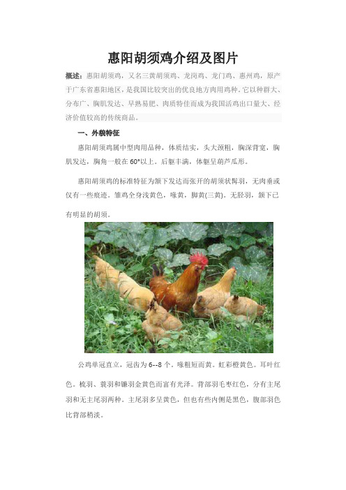 惠阳胡须鸡介绍及图片