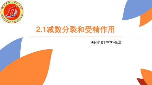 减数分裂和受精作用