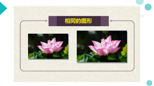 青岛版九年级上册数学《相似多边形》