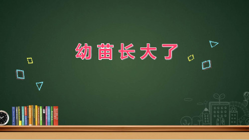三年级下册科学课件3.2幼苗长大了  苏教版