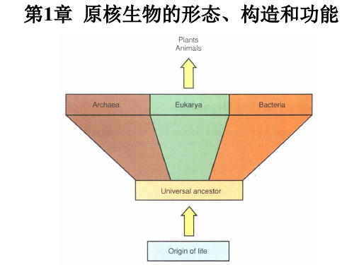 微生物学教程 周德庆 第1章  原核生物的形态、构造和功能