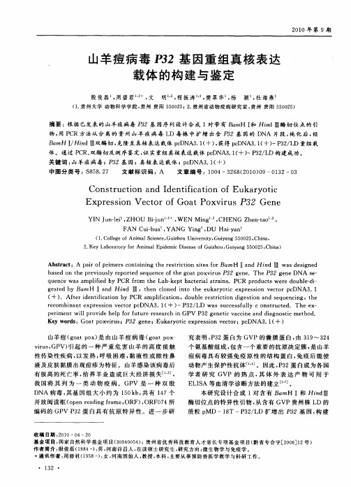 山羊痘病毒P32基因重组真核表达载体的构建与鉴定